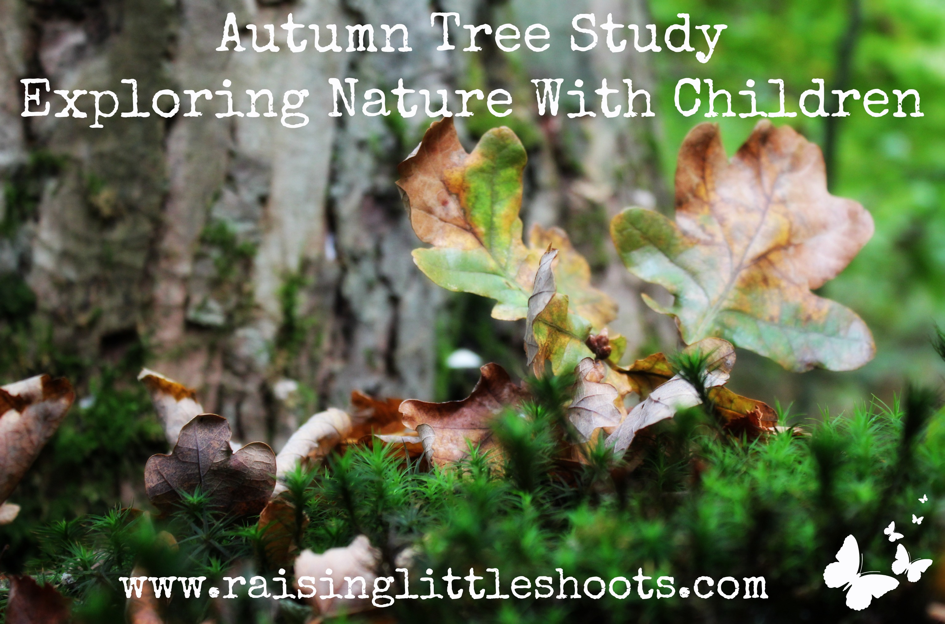 Autumn Tree Study | Exploring Nature with Children